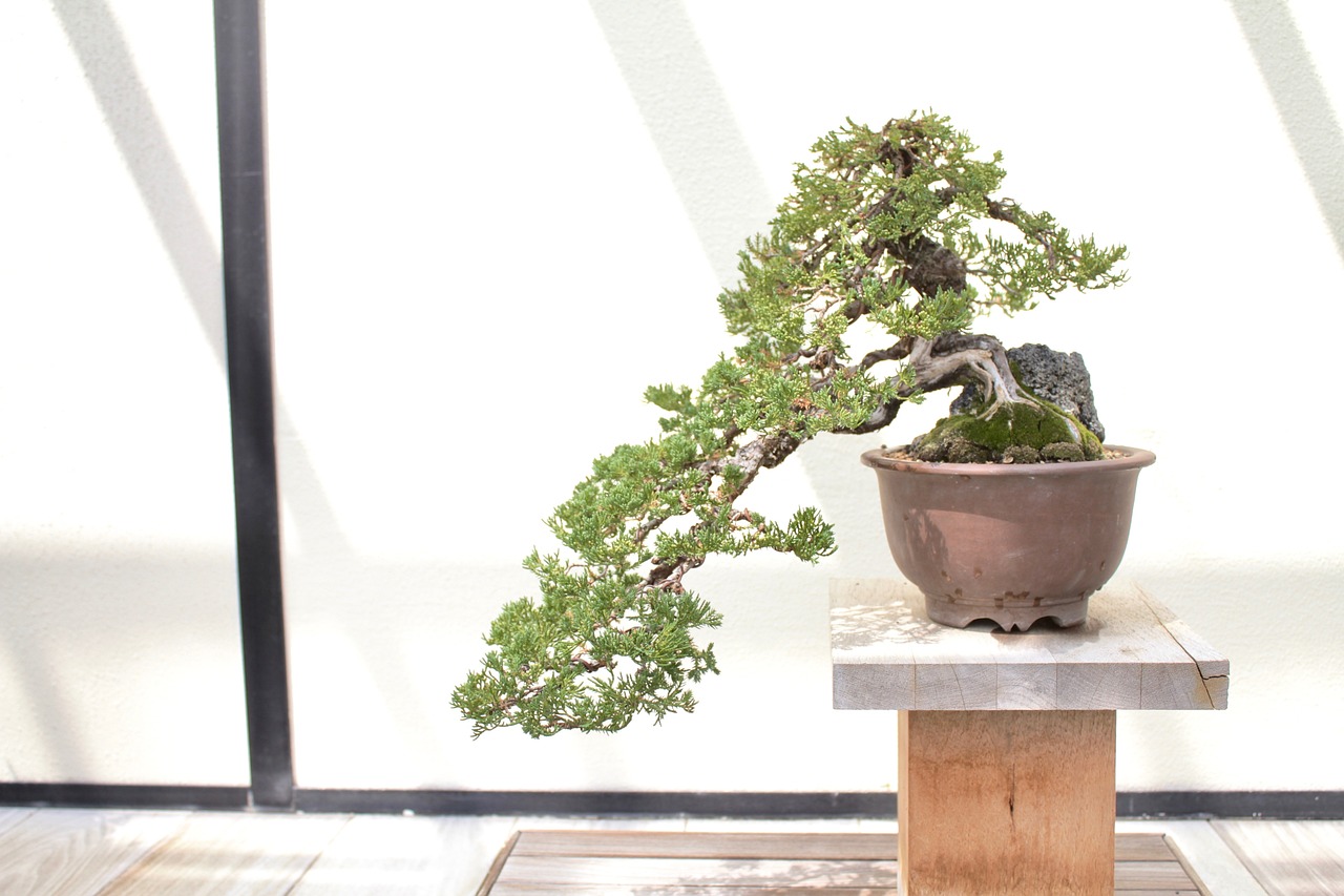 Drzewko Bonsai - jak zacząć swoją przygodę z miniaturowymi drzewami?